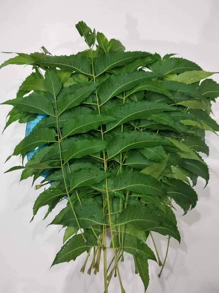 Neem Leaves