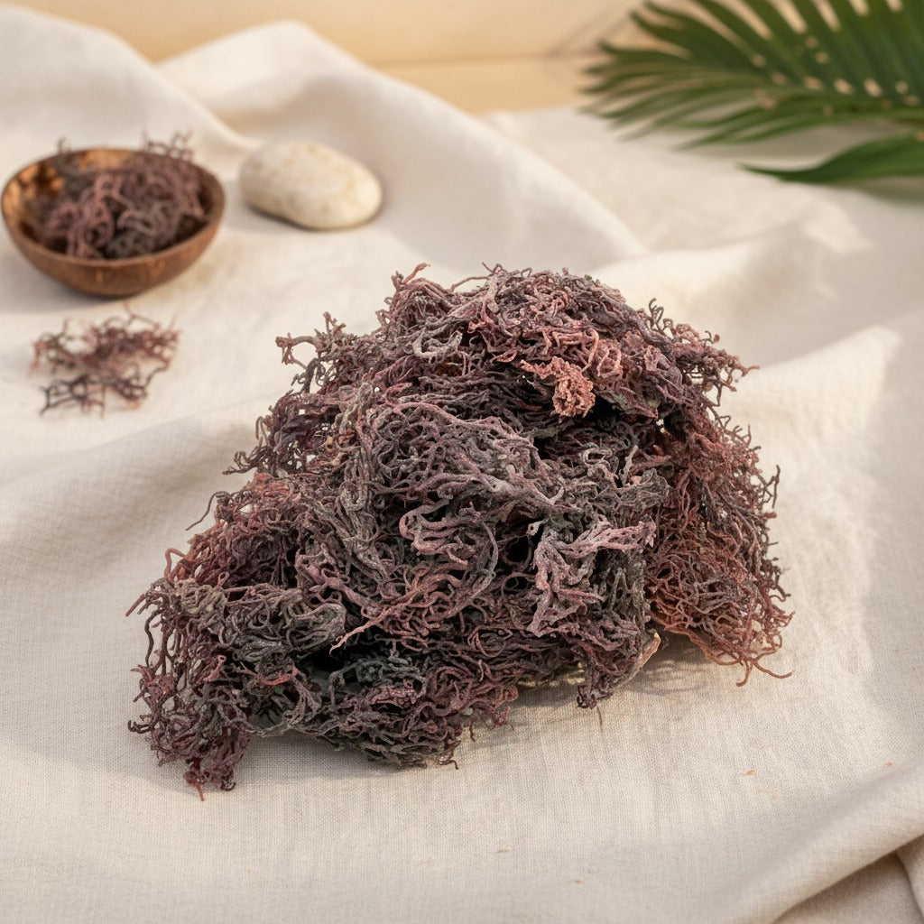 Purple Sea Moss dried in a bowl on white fabric