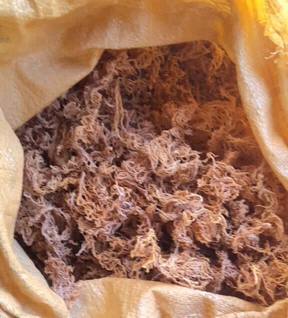 B Grade Full Spectrum St. Lucian Sea Moss — Wholesale Bulk 4.5kg