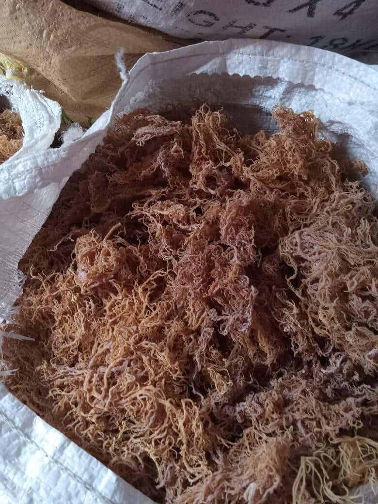 B Grade Full Spectrum St. Lucian Sea Moss — Wholesale Bulk 4.5kg