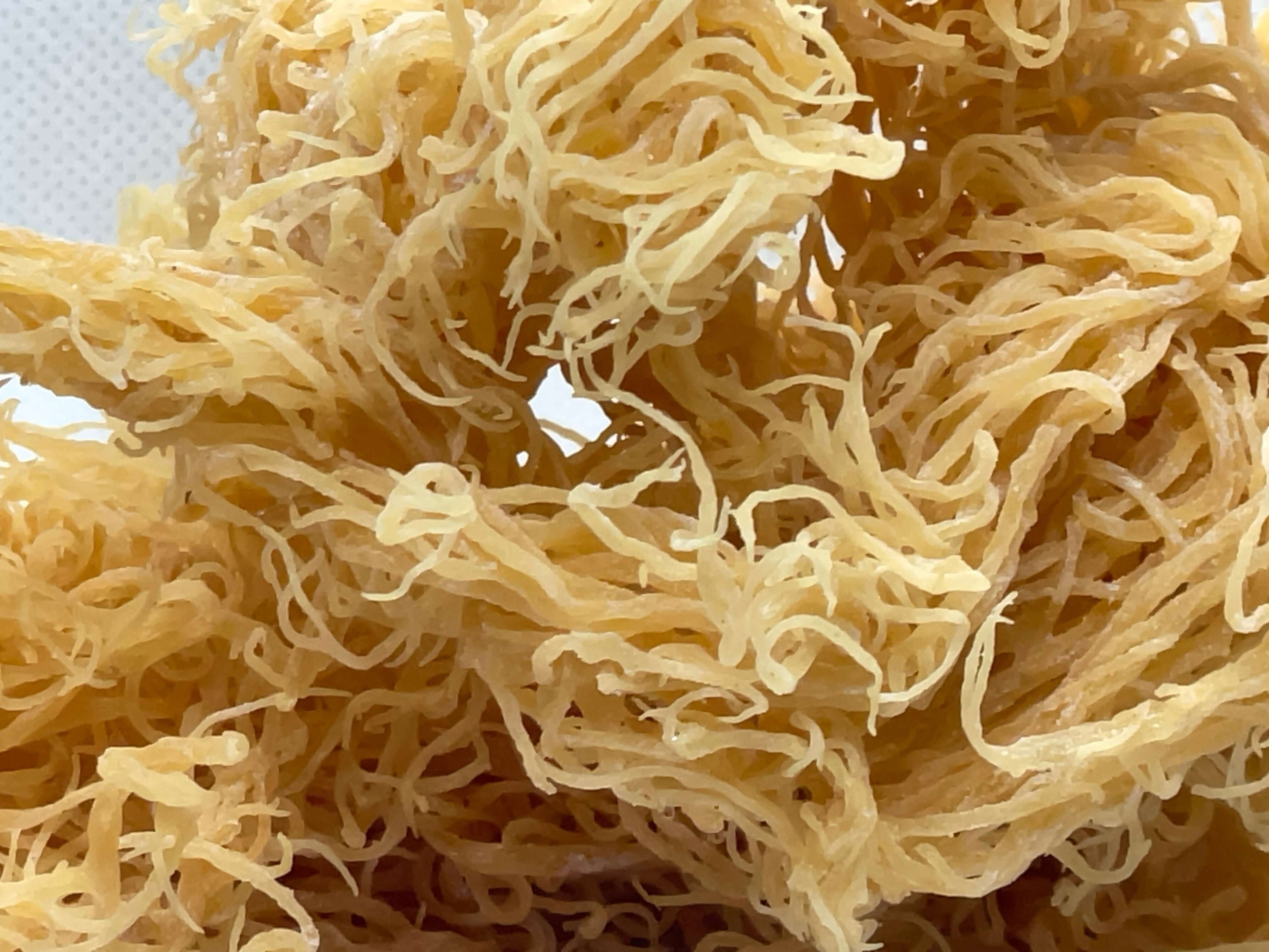 St. Lucian Gold Sea Moss Bulk (Wholesale Dried Seamoss)