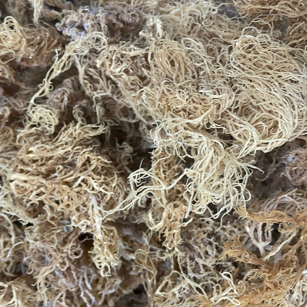 Super Dried Gold Seamoss - 4.5kg