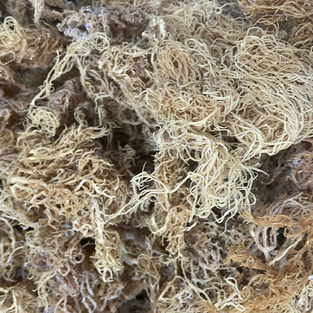 Super Dried Gold Seamoss - 4.5kg