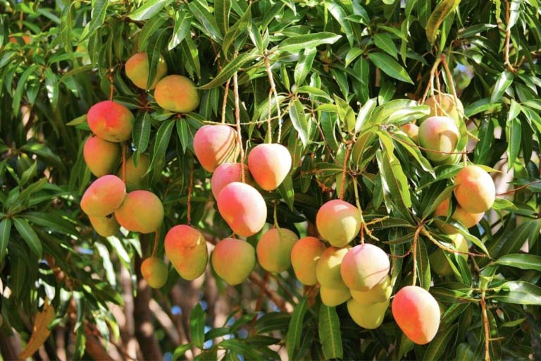 Mango Leaves